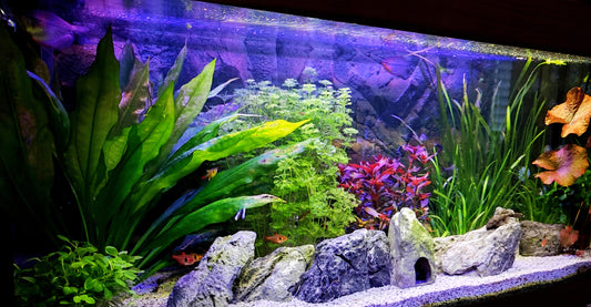 Leser-Aquarium Mai 2022