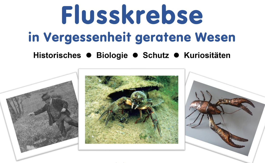 Ausstellung zu 20 Jahren Edelkrebsprojekt NRW