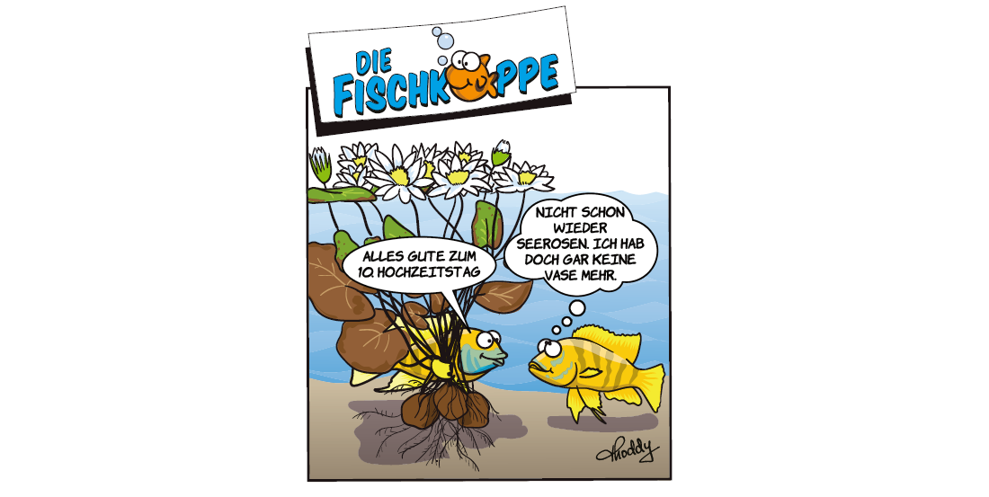 Die Fischköppe aus aquaristik 5/2022