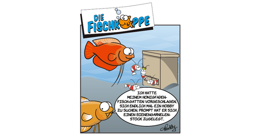 Die Fischköppe aus aquaristik 6/2023