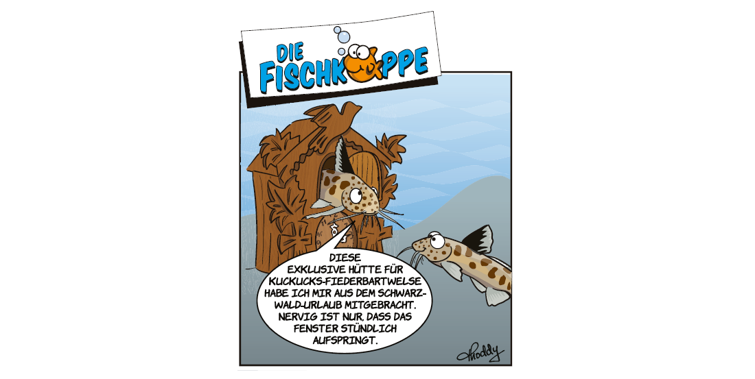 Die Fischköppe aus aquaristik 3/2024
