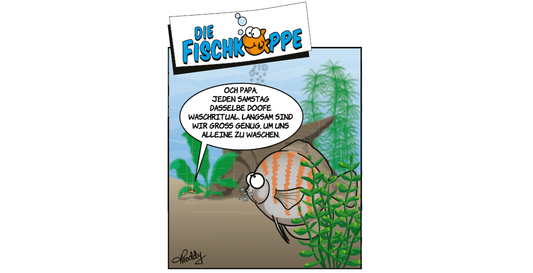 Die Fischköppe aus aquaristik 5/2025