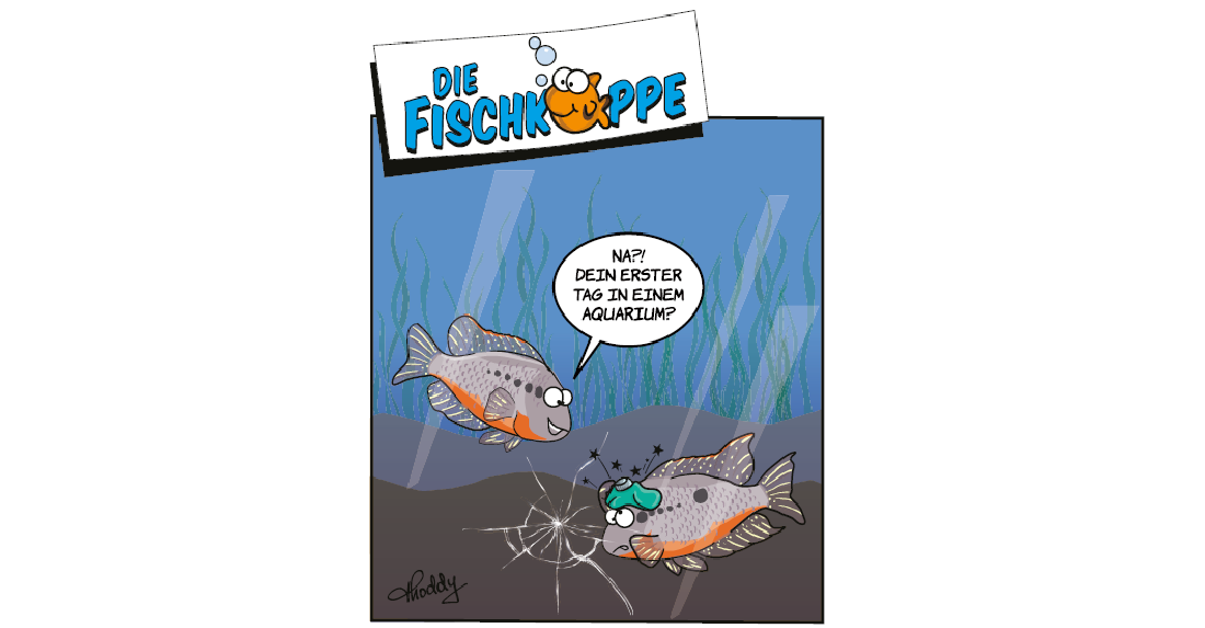 Die Fischköppe aus aquaristik 2/2026