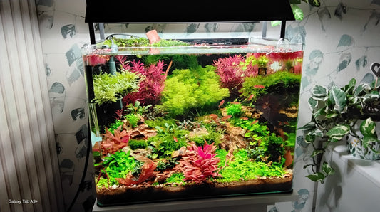 Leser-Aquarium Dezember 2025