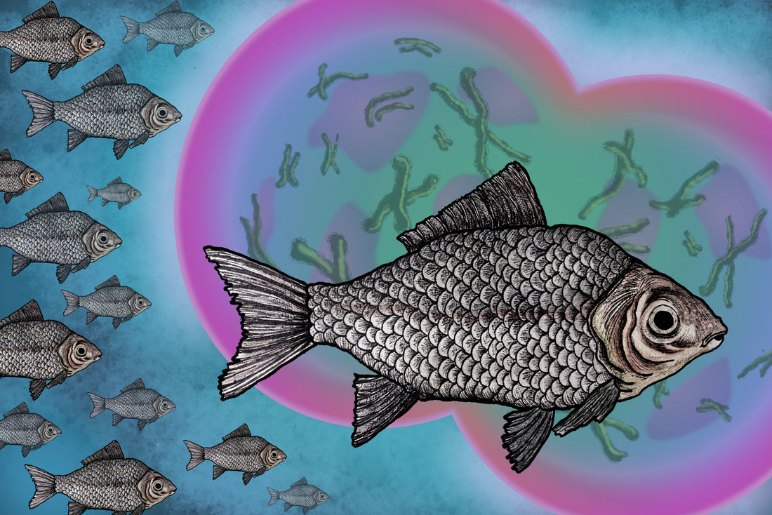 Invasiver Goldfischverwandter: Erfolgreich durch Spermienklau