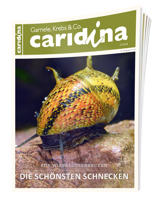 caridina Ausgabe 2/2018