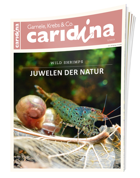 caridina 1/2019