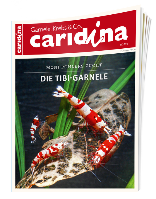 2019/3 caridina