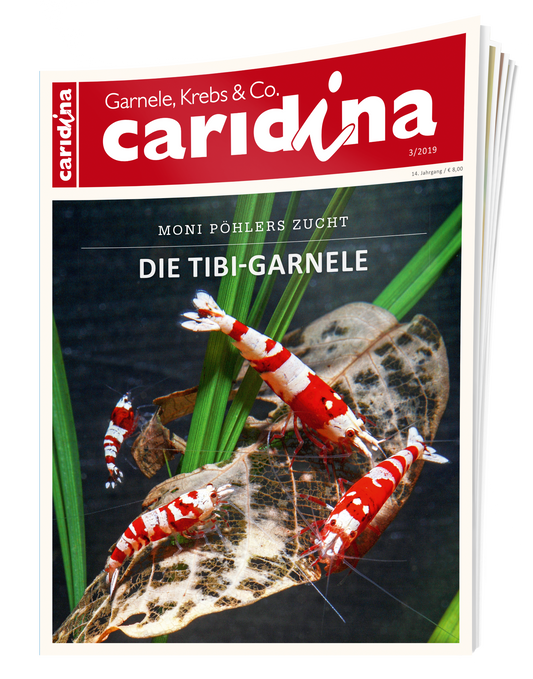2019/3 caridina