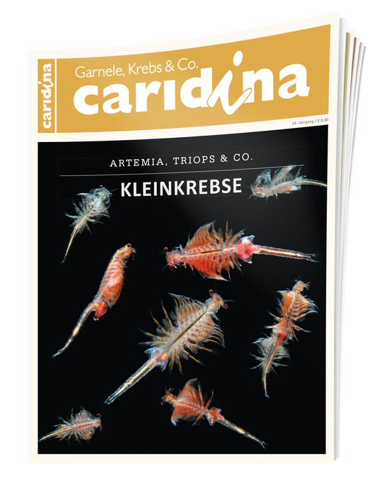 caridina 4/2019