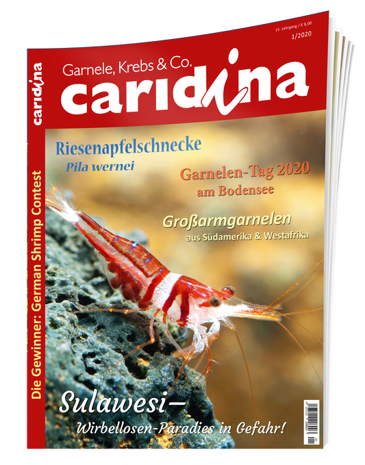 2020/1 caridina