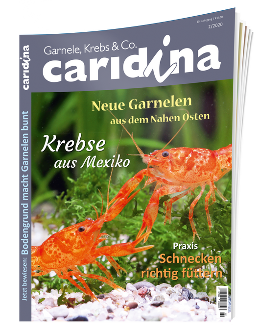 2020/2 caridina
