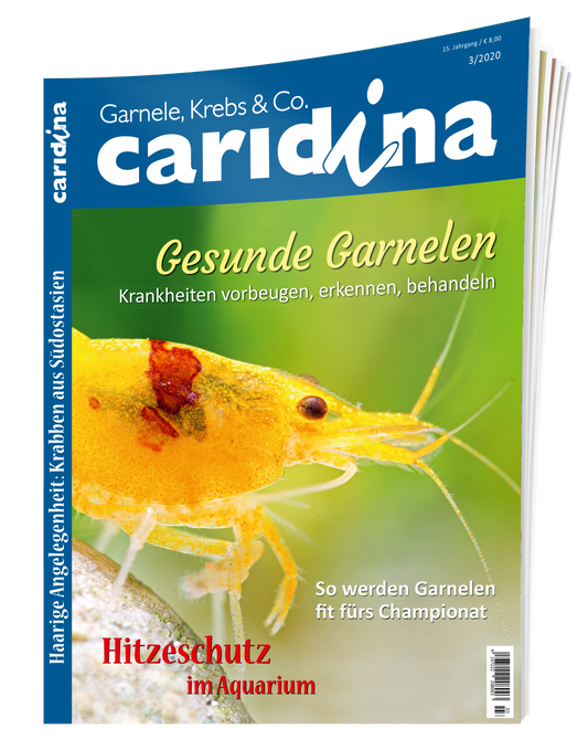 2020/3 caridina