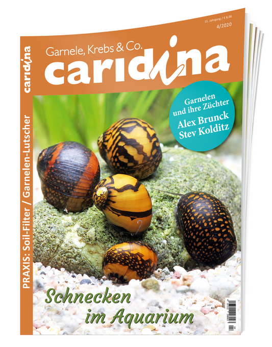 caridina 4/2020