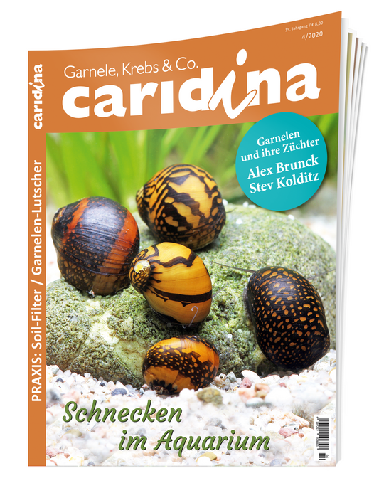 2020/4 caridina