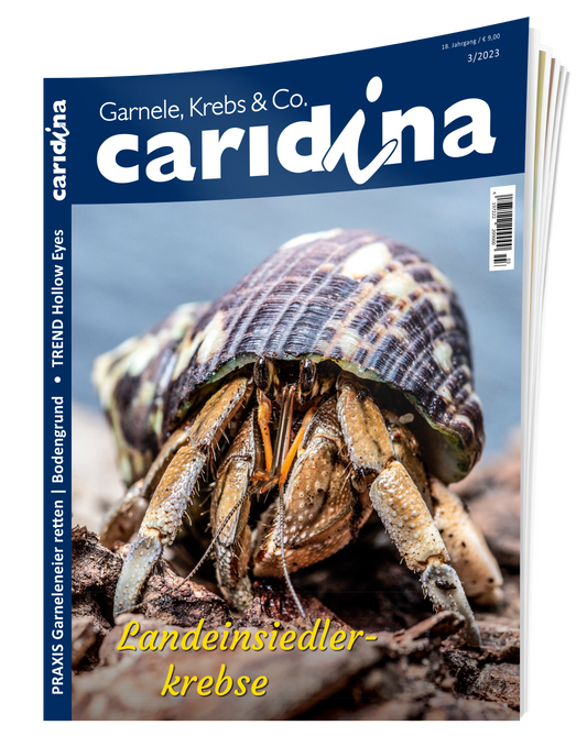 caridina 3/2023