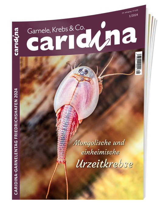 caridina 1/2024