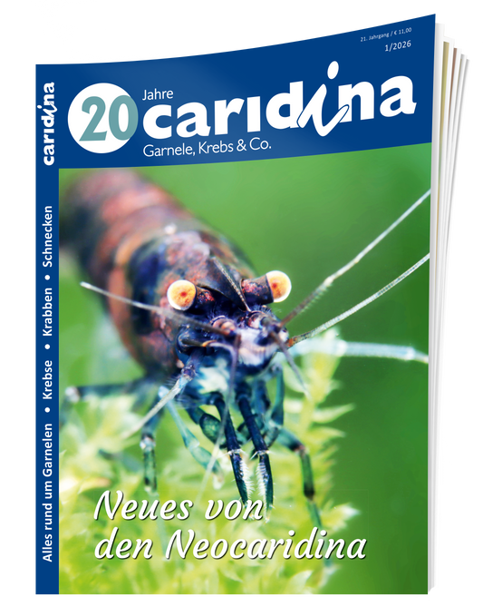 2026/1 caridina