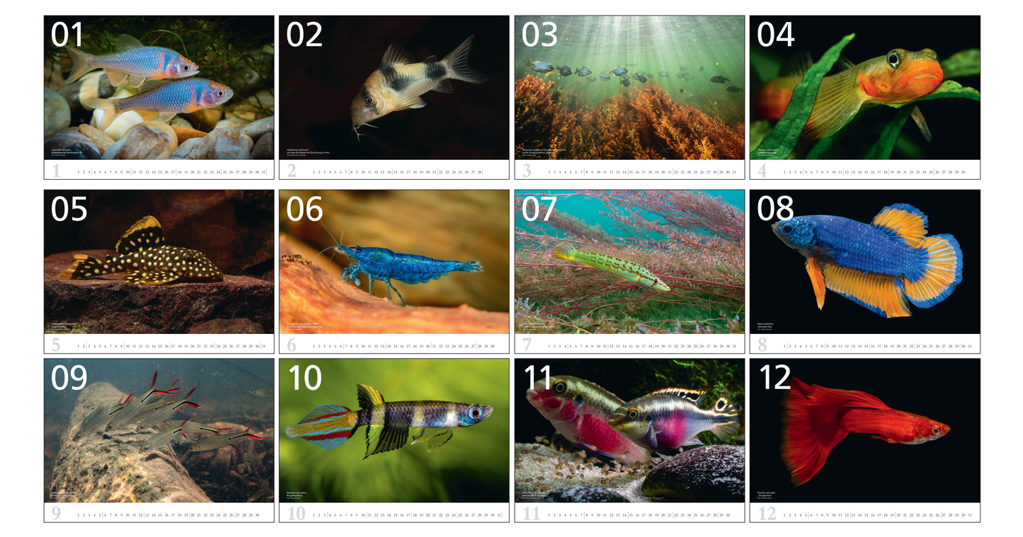 aquaristik Kalender 2027 Stammkundenpreis