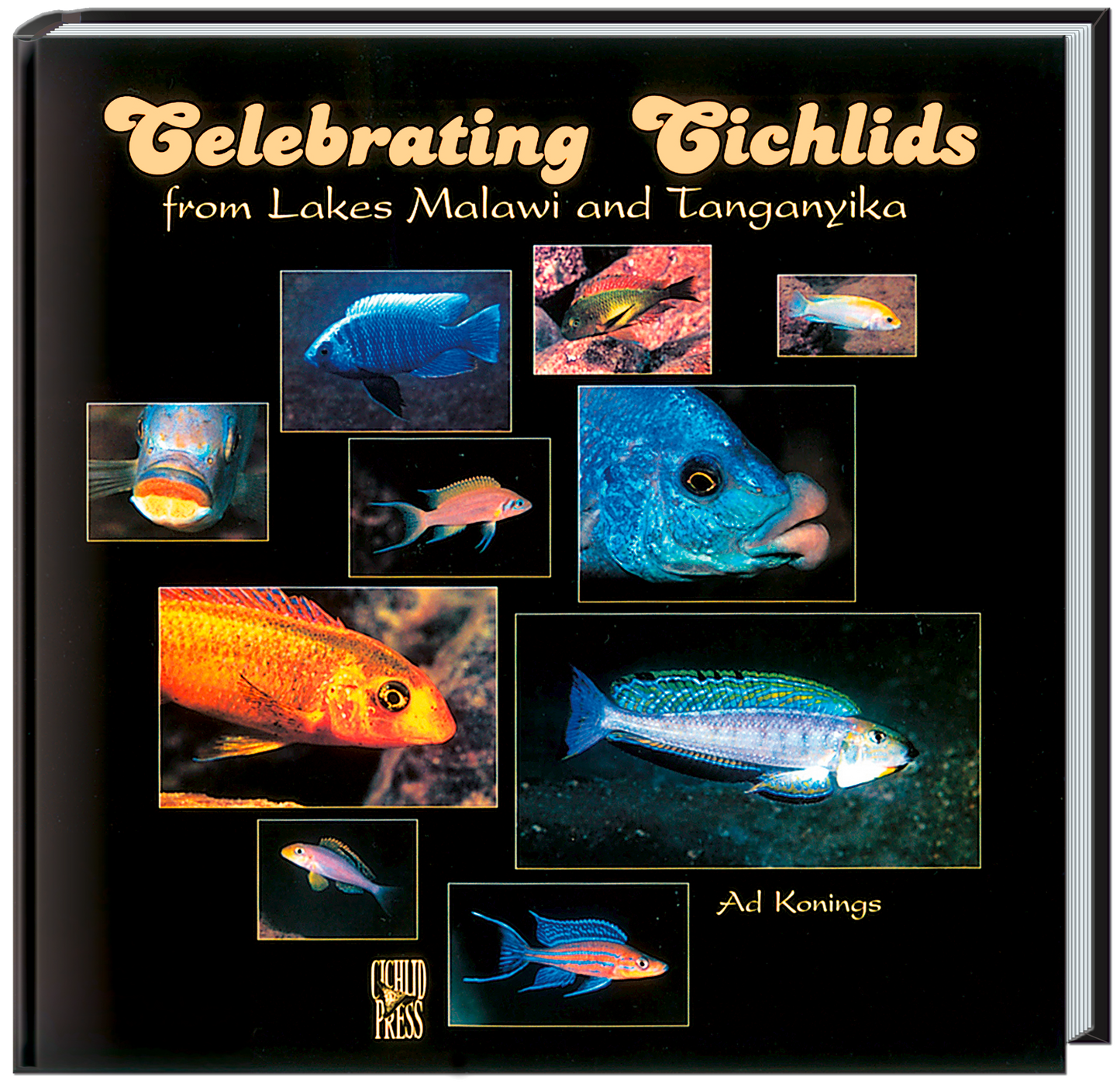 Celebrating Cichlids (in englischer Sprache)
