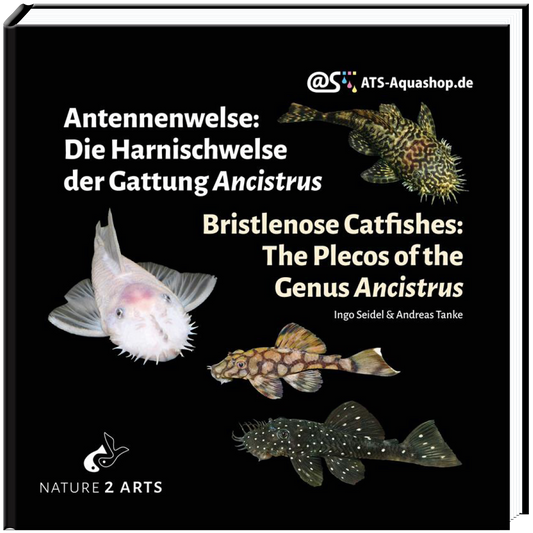 Antennenwelse: Die Harnischwelse der Gattung Ancistrus