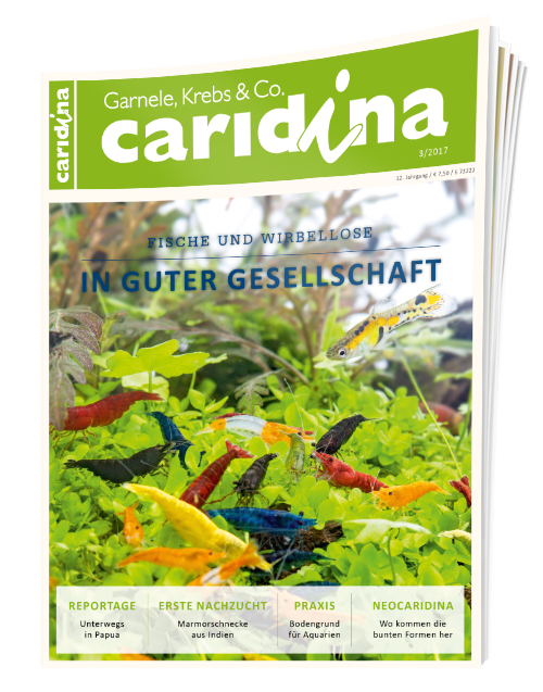 caridina Ausgabe 3/2017