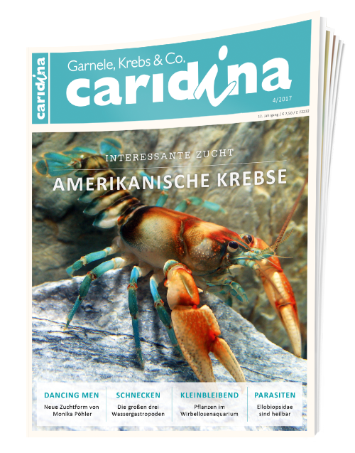 caridina Ausgabe 4/2017