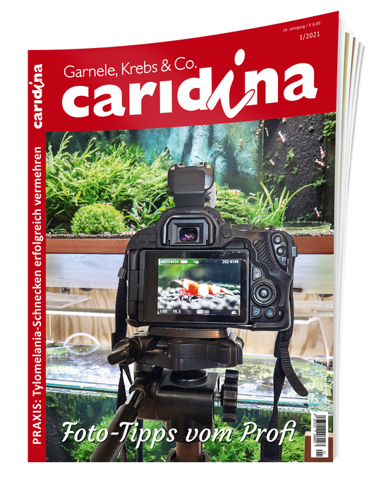 caridina 1/2021