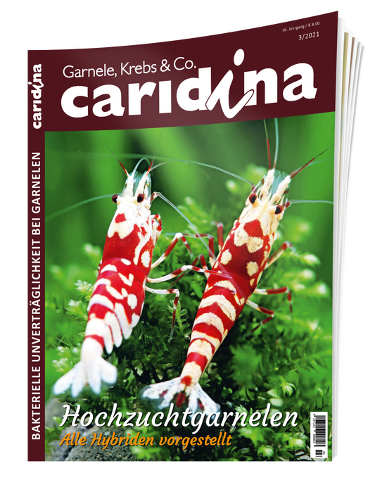 caridina 3/2021