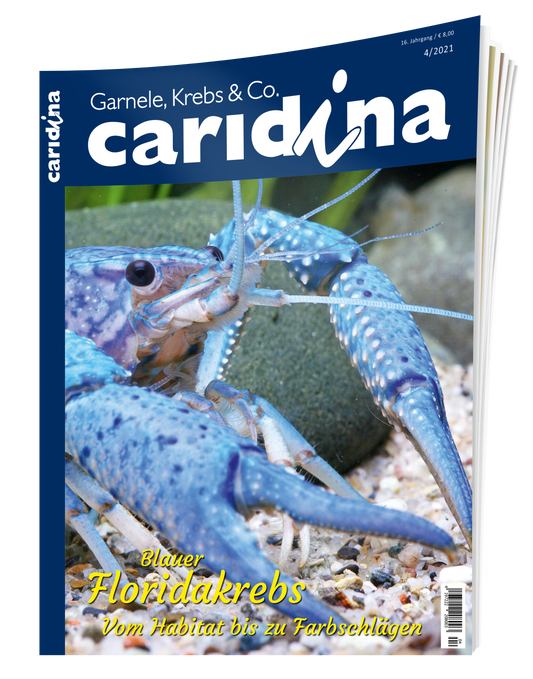 caridina 4/2021