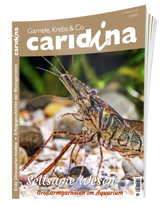 caridina 1/2022