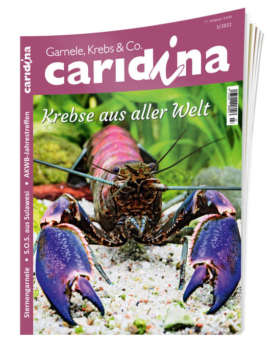 caridina 3/2022