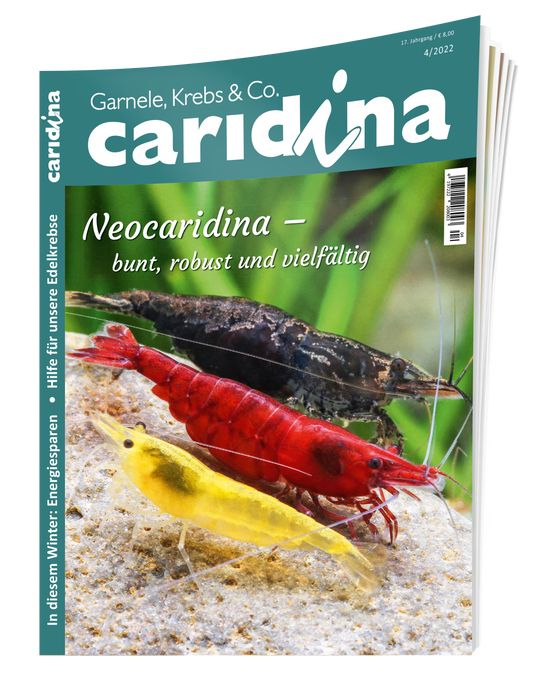 caridina 4/2022