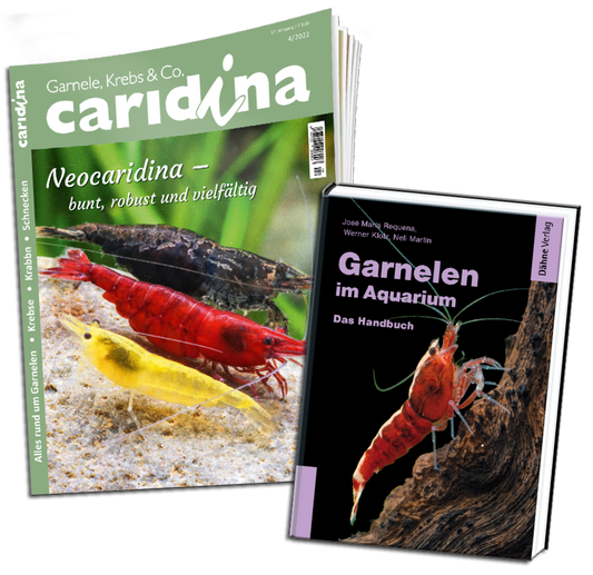 caridina Abo